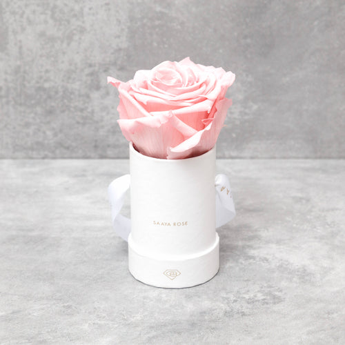Single Blush Rose (White Box)